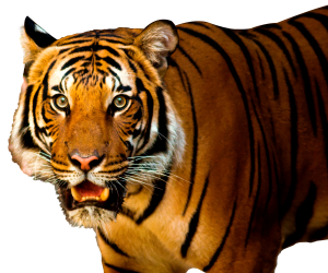 Tiger PNG-23231